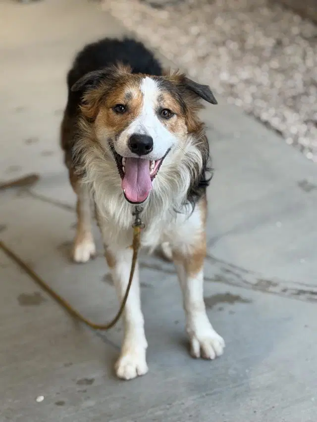 Colt - Border Collie