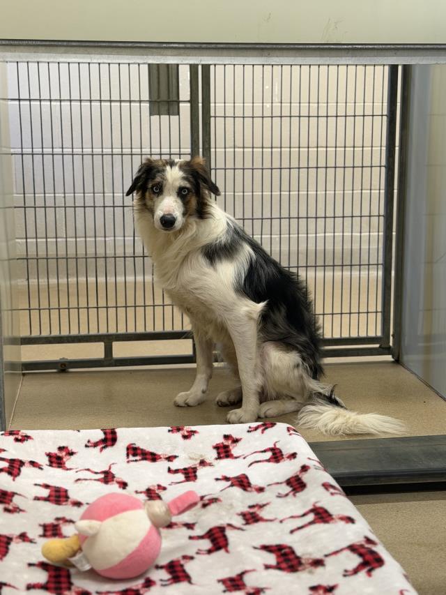 Arlo, Border Collie