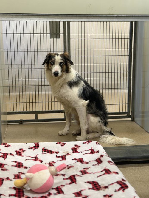 ARLO, a dog for adoption from Santa Barbara County Animal Services - Santa Maria