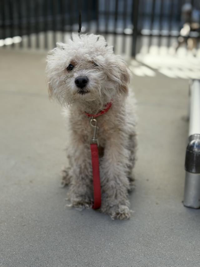 Hector, Poodle (Miniature)