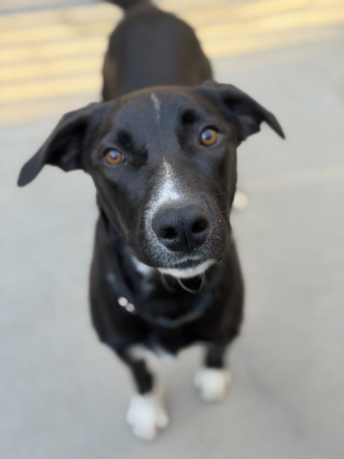 WILLIE, a dog for adoption from Santa Barbara County Animal Services - Santa Maria
