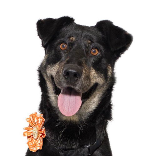 MONA, a dog for adoption from Santa Barbara County Animal Services - Santa Maria