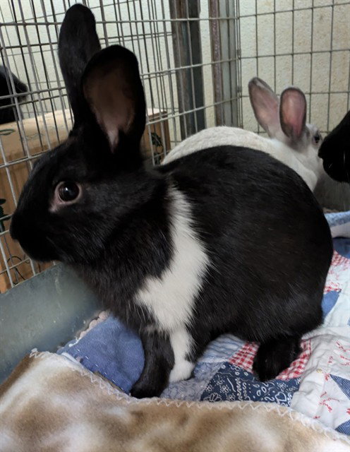 CLARK, a rabbit for adoption from Santa Barbara County Animal Services - Santa Maria