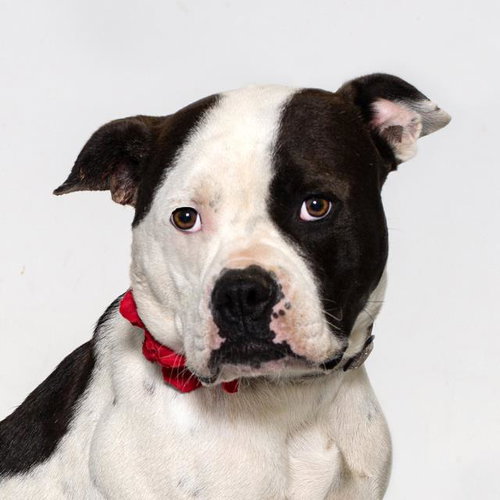TOPANGA, a dog for adoption from Santa Barbara County Animal Services - Santa Maria