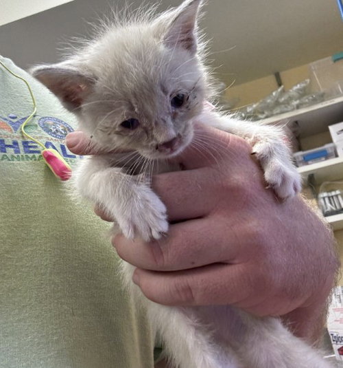 LOTTI, a cat for adoption from Santa Barbara County Animal Services - Santa Maria