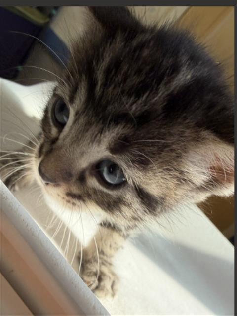 OLIVER, a cat for adoption from Santa Barbara County Animal Services - Santa Maria