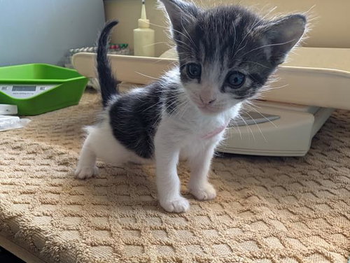 SWEET, a cat for adoption from Santa Barbara County Animal Services - Santa Maria