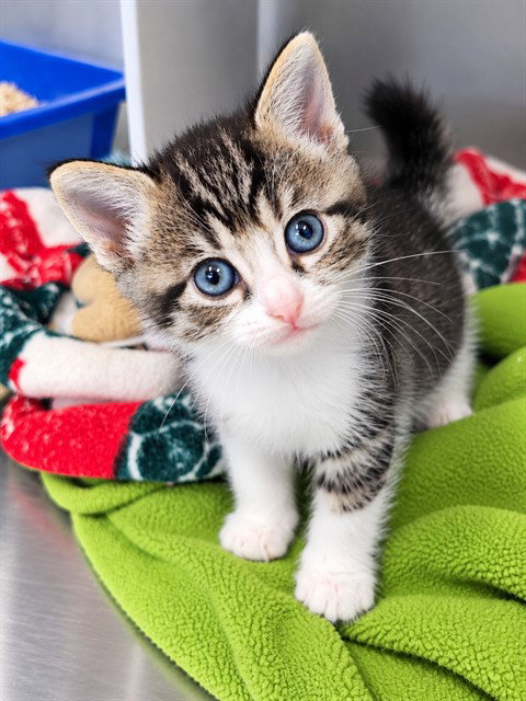 WENDY, a cat for adoption from Santa Barbara County Animal Services - Santa Maria