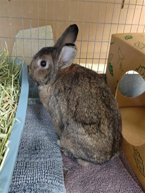 Meadow, Shorthaired Rabbit (medium coat)