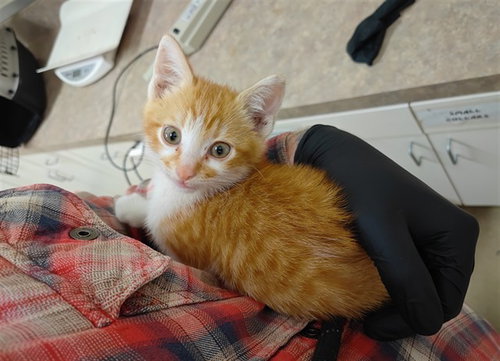 ORANGE, a cat for adoption from Santa Barbara County Animal Services - Santa Maria