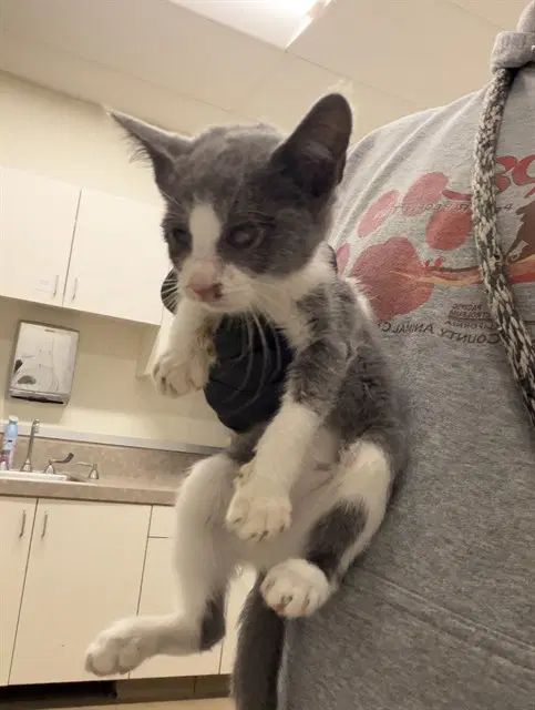 Sombra - Domestic Short Hair