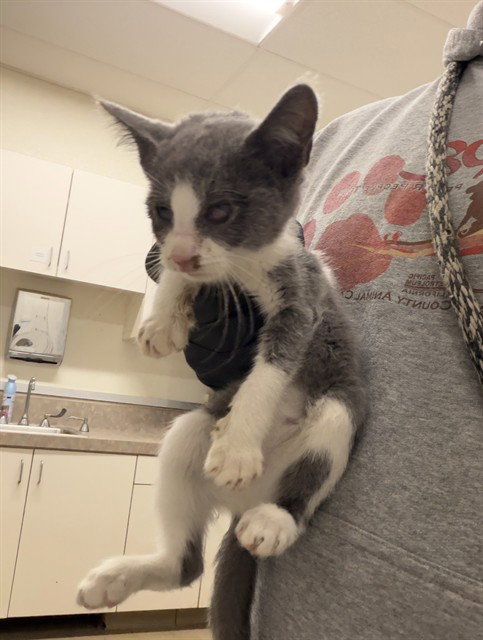 Sombra, Domestic Short Hair (medium coat)