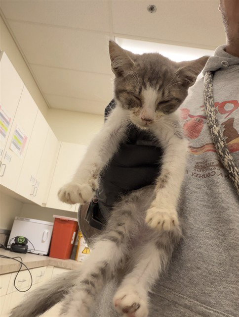 Sol, Domestic Short Hair (medium coat)