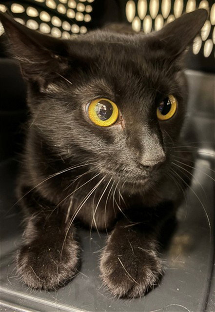 Morticia, Domestic Short Hair (medium coat)