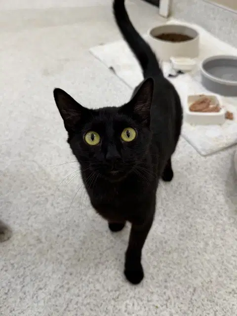 Morticia - Domestic Short Hair