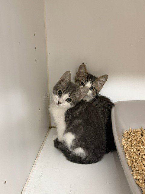 Maverick, Domestic Short Hair (medium coat)