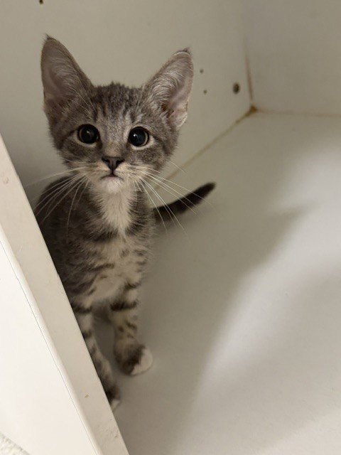 Hoss, Domestic Short Hair (medium coat)