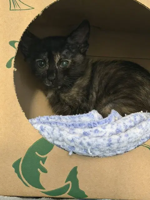 Sasha - Domestic Short Hair