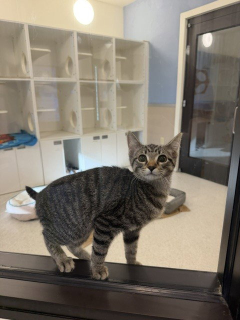 Zero, Domestic Short Hair (medium coat)