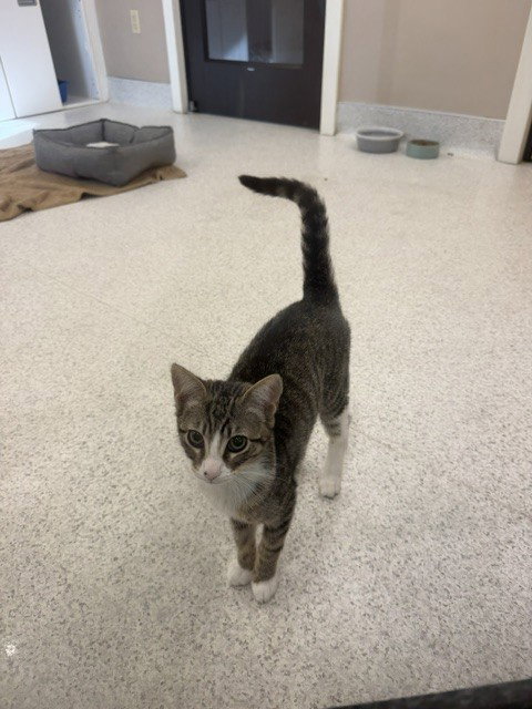 Sally, Domestic Short Hair (medium coat)
