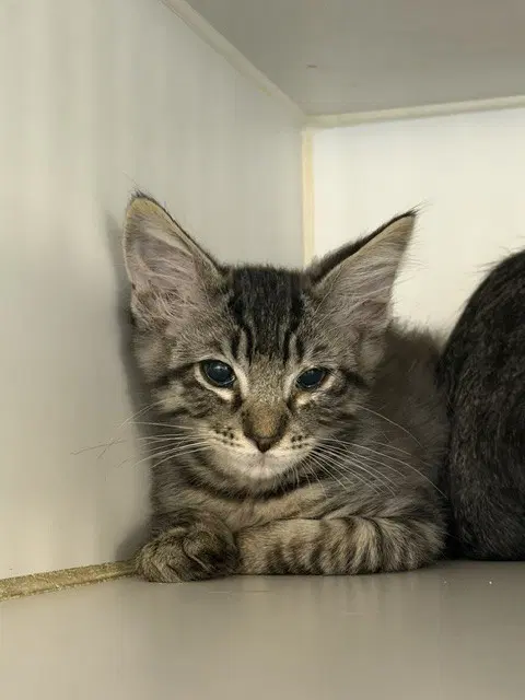 Simon - Domestic Short Hair