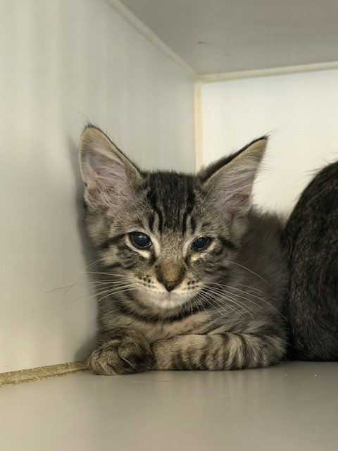 Simon, Domestic Short Hair (medium coat)