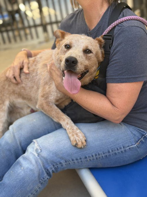 Cisco, Australian Cattle Dog/Blue Heeler (medium coat)