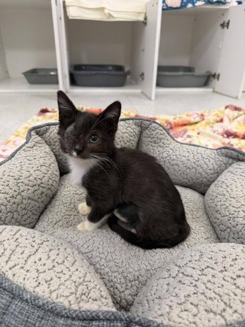 Grace O'Malley, Domestic Short Hair (medium coat)