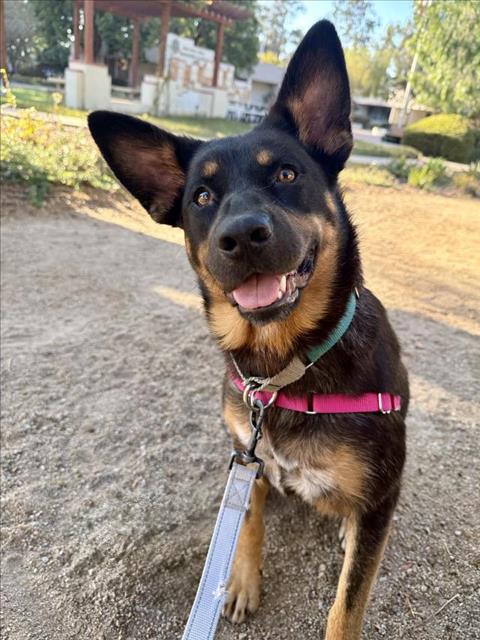 Gracie, Rottweiler / German Shepherd Dog / Mixed (medium coat)