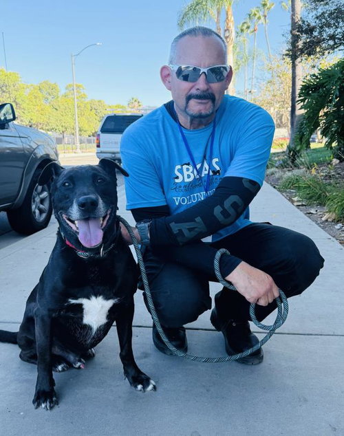 Shadow, Labrador Retriever / Mixed (medium coat)