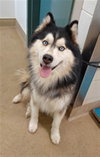 OSITO — Santa Maria, CA Adoption