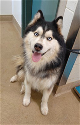 Osito, Alaskan Malamute (medium coat)