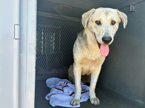 Artie, Anatolian Shepherd / Mixed (medium coat)