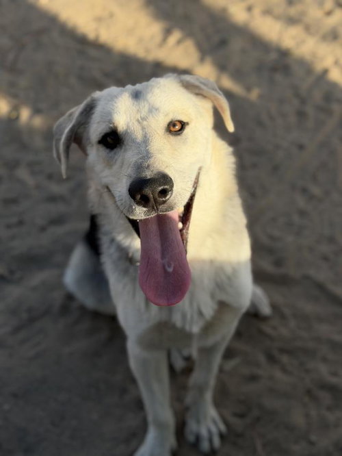 ARTIE, a dog for adoption from Santa Barbara County Animal Services - Santa Maria