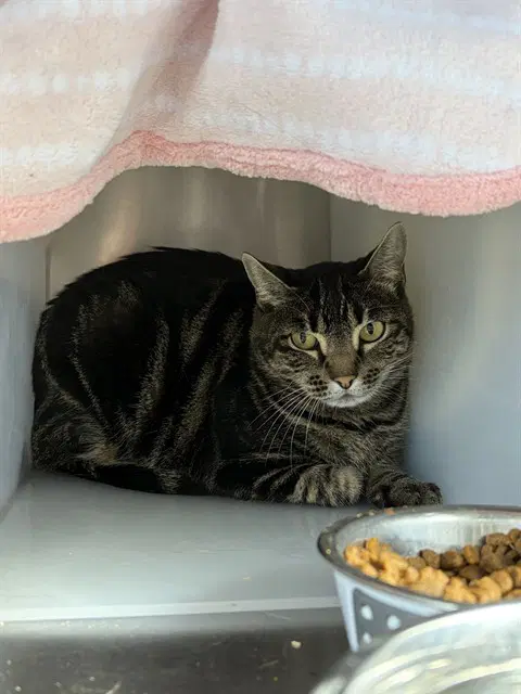 Kitty - Domestic Short Hair