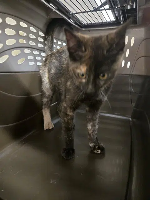 Pickles - Domestic Short Hair