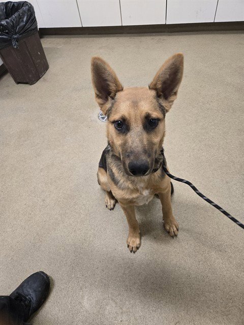 BRAVO, a dog for adoption from Santa Barbara County Animal Services - Santa Maria