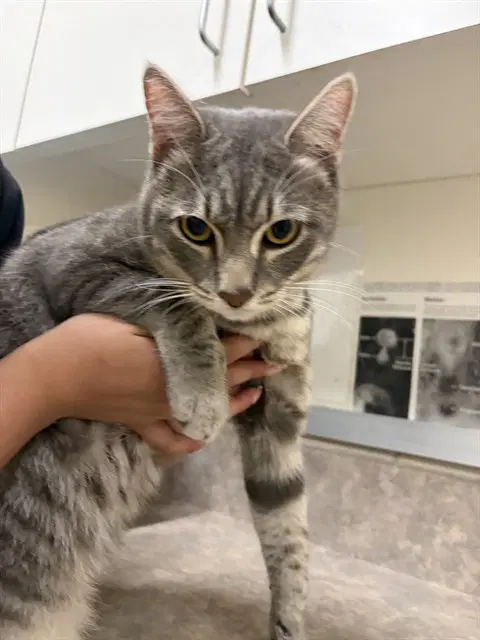 Goose - Domestic Short Hair