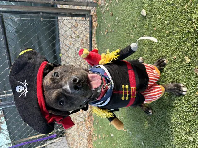 Alfie - Pit Bull Terrier