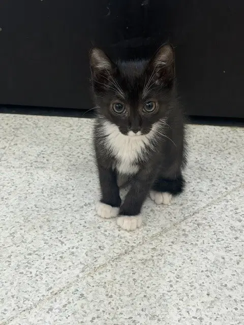 Hannibal Lecter - Domestic Short Hair