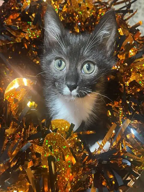 Hannibal Lecter - Domestic Short Hair