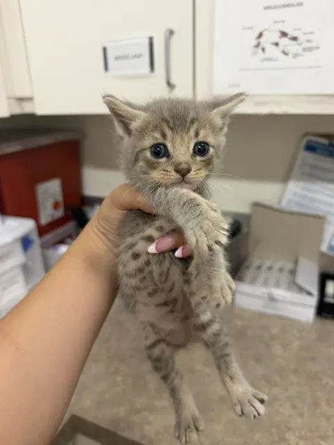 Dark Night - Domestic Short Hair