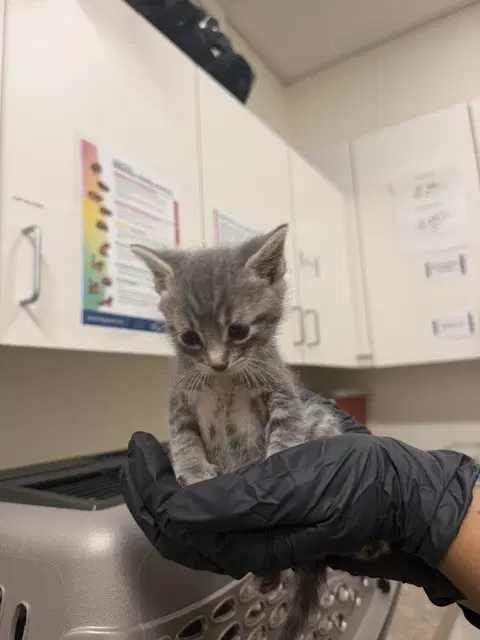 White Thunder - Domestic Short Hair