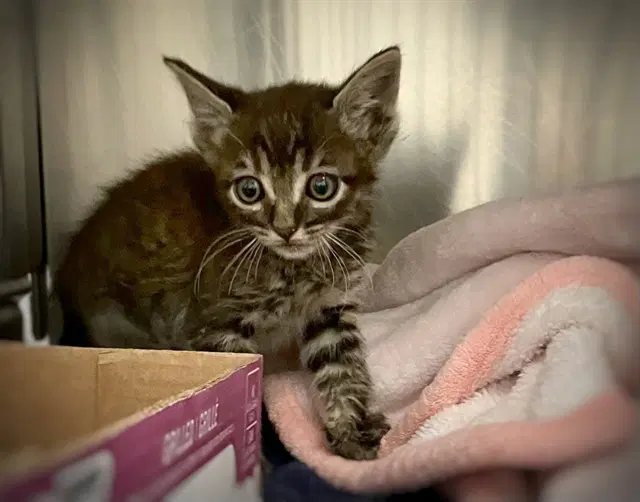 Feather - Domestic Short Hair
