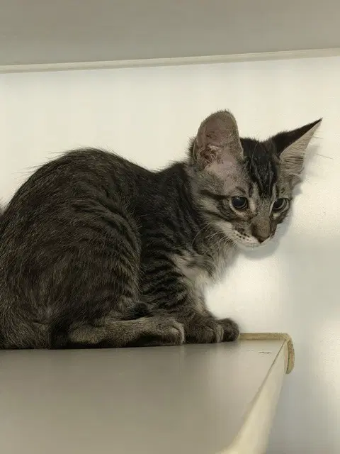 Sampson - Domestic Short Hair
