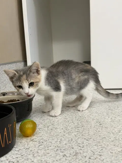Dolly - Domestic Short Hair