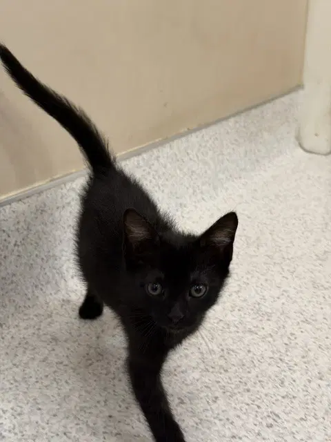 Nightshade - Domestic Short Hair