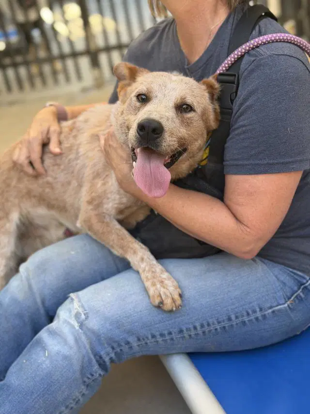 Cisco - Australian Cattle Dog/Blue Heeler