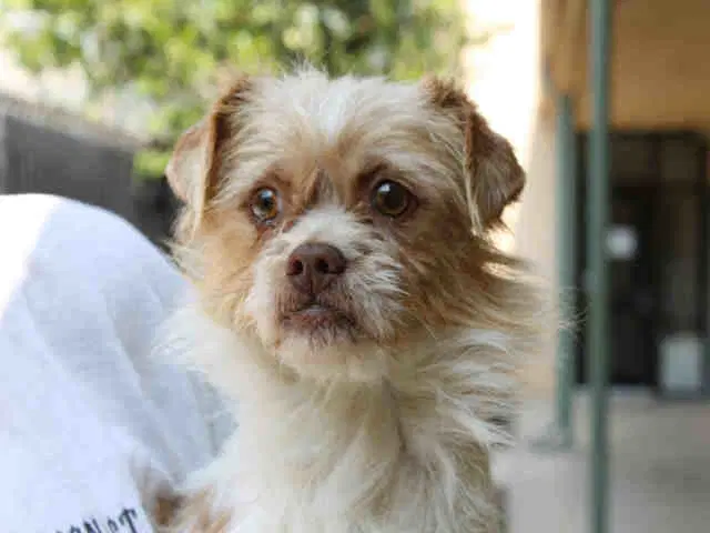 Barney - Border Terrier