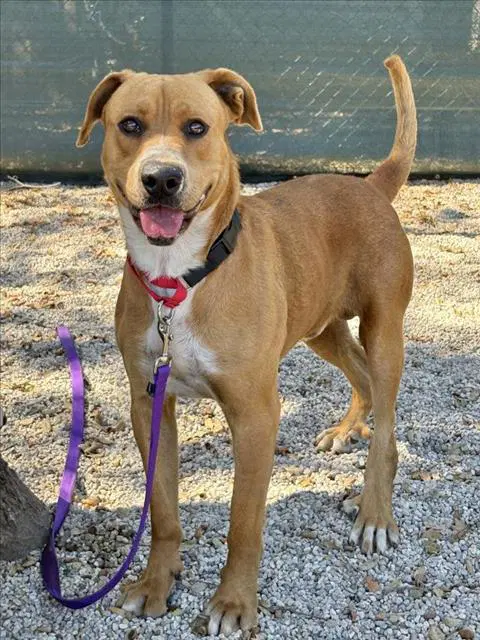 Banjo - Labrador Retriever